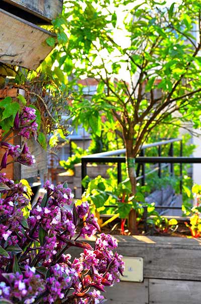 Ellie's Garden Buenos Aires Poetry Building Purple Flowers Orange Tree Sunlight