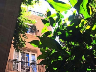 Sunlight Through Leaves Poetry Building Courtyard